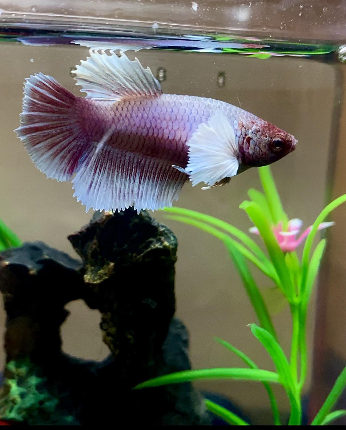 Elephant Ear Betta BETTA Danaqua Live Fish & More