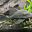 Royal Pleco PLECO Danaqua Live Fish & More