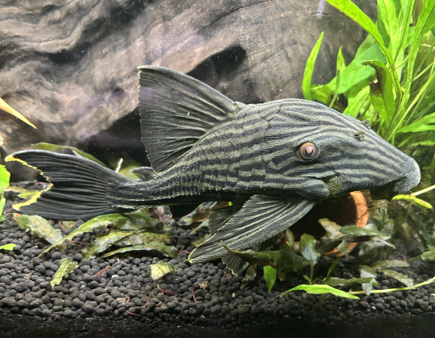 Royal Pleco PLECO Danaqua Live Fish & More