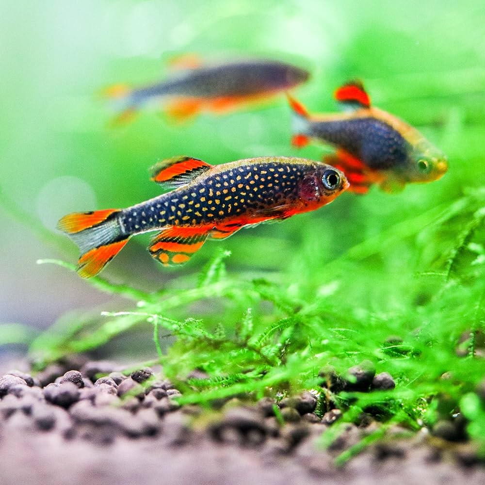 Celestial Pearl Danio / Galaxy Rasbora (Celestichthys margaritatus) TETRA Danaqua Live Fish & More