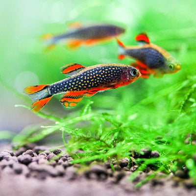 Celestial Pearl Danio / Galaxy Rasbora (Celestichthys margaritatus) TETRA Danaqua Live Fish & More