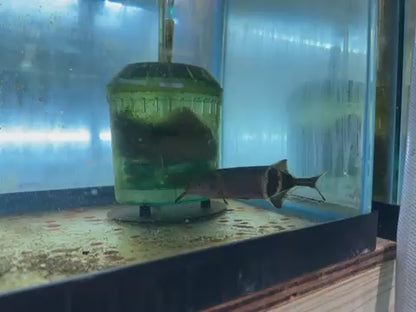 Elephant Nose 3”-4” NIGERIAN Danaqua Live Fish & More