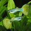 Green Platinum Guppy X 1 PAIR GUPPY Danaqua Live Fish & More