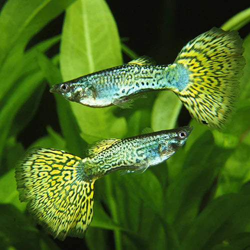 Green Platinum Guppy X 1 PAIR GUPPY Danaqua Live Fish & More