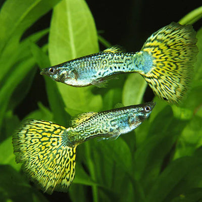 Green Platinum Guppy X 1 PAIR GUPPY Danaqua Live Fish & More