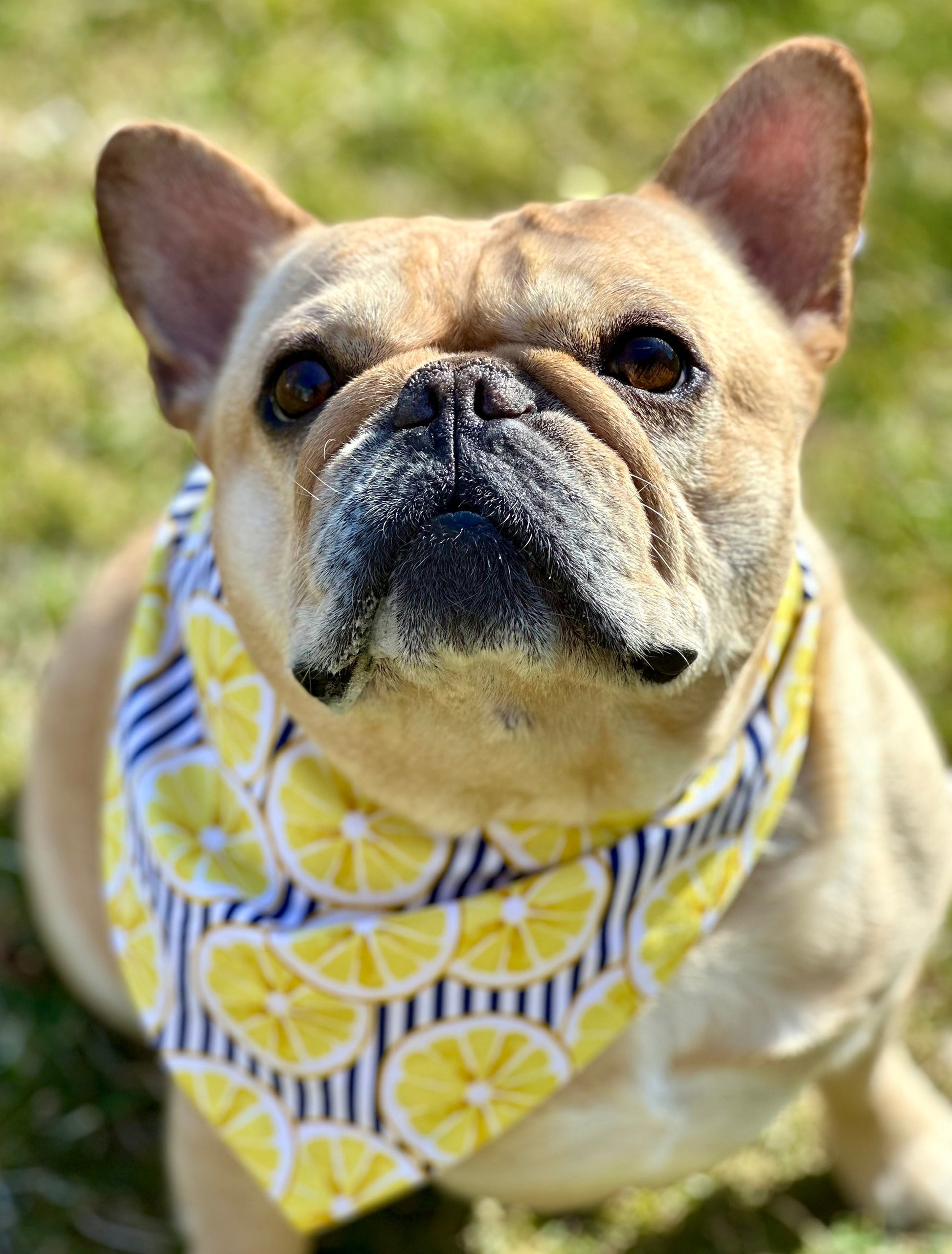 Lemon Dog Bandana Dog Bandana Happy Tails Outfitters