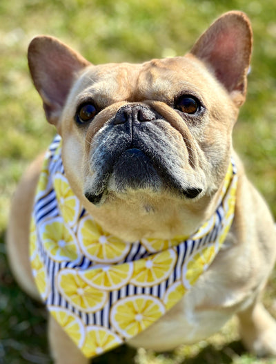 Lemon Dog Bandana Dog Bandana Happy Tails Outfitters