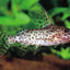 Synodontis nigrita CATFISH Danaqua Live Fish & More