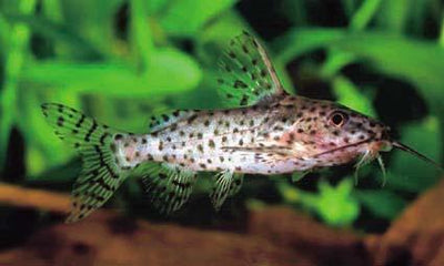 Synodontis nigrita CATFISH Danaqua Live Fish & More