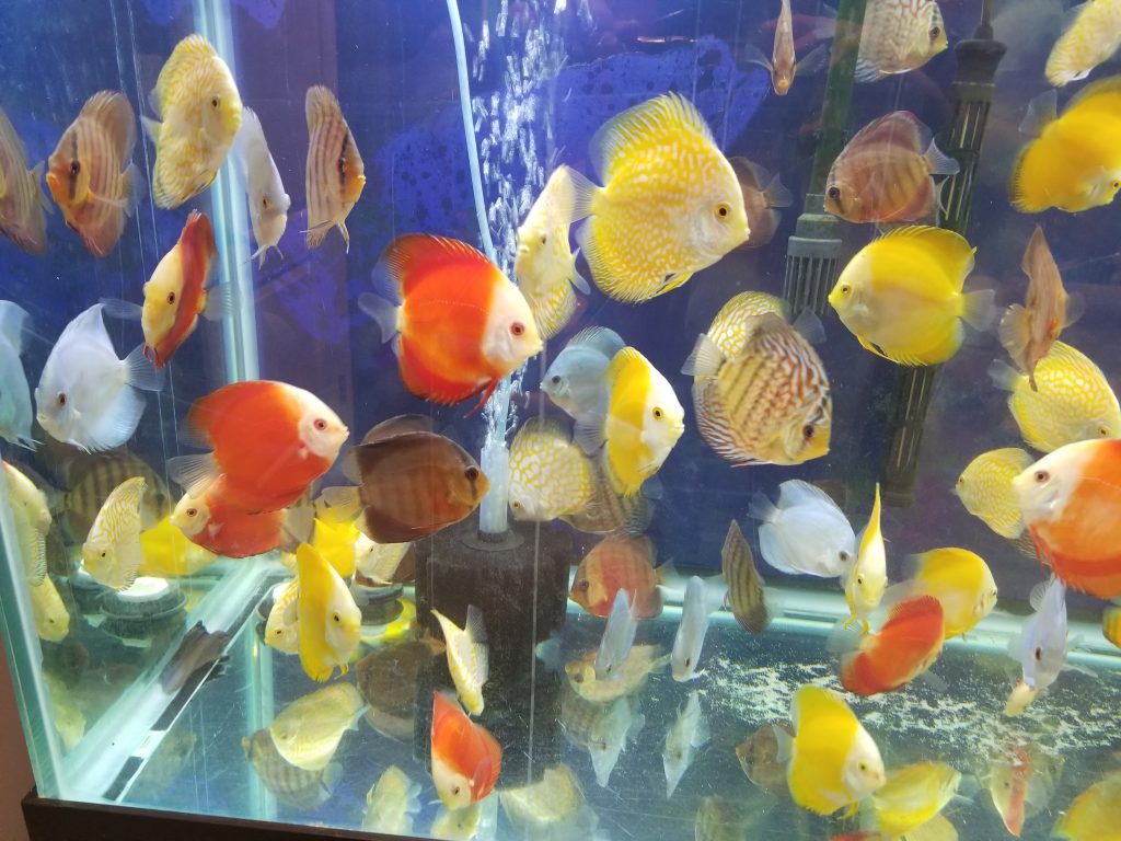 Yellow Pigeon Blood Discus 4"+ DISCUS Danaqua Live Fish & More