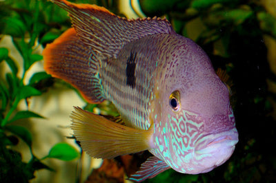 Green Terror Cichlid (Andinoacara rivulatus) AMERICAN CICHLID Danaqua Live Fish & More