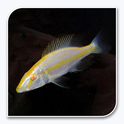 Compressiceps Albino Cichlid AFRICAN CICHLIDS Danaqua Live Fish & More