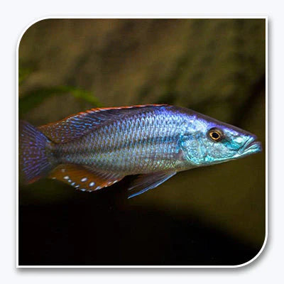 Rock-Dwelling Mbuna Cichlid – Compressiceps East African Cichlid AFRICAN CICHLIDS Danaqua Live Fish & More