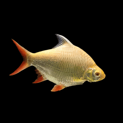 Redtail Tinfoil Albino Barb BARB Danaqua Live Fish & More