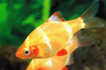 Tiger Barb Albino Large BARB Danaqua Live Fish & More