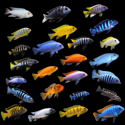 Assorted Elongatus Cichlid 2" AFRICAN CICHLIDS Danaqua Live Fish & More