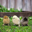 Silkie Chicks – Buy 6 + 3 Bonus Free (9 Unsexed, Mixed Colors, Shipping Included) May 27th Az Chickens