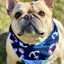 Nautical Dog Bandana New Arrivals Dog Bandana Happy Tails Outfitters