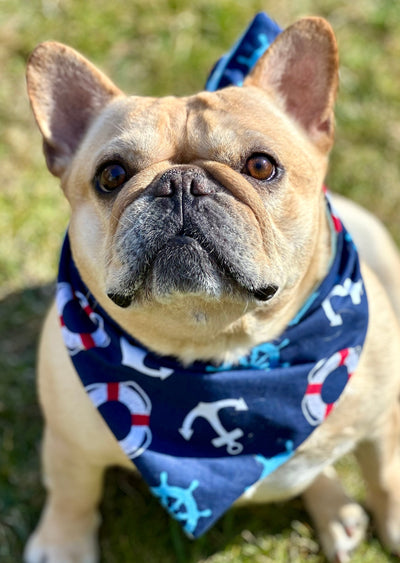 Nautical Dog Bandana New Arrivals Dog Bandana Happy Tails Outfitters