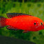 Turkana Jewel Cichlid (Rubricatochromis exsul) AMERICAN CICHLID Danaqua Live Fish & More