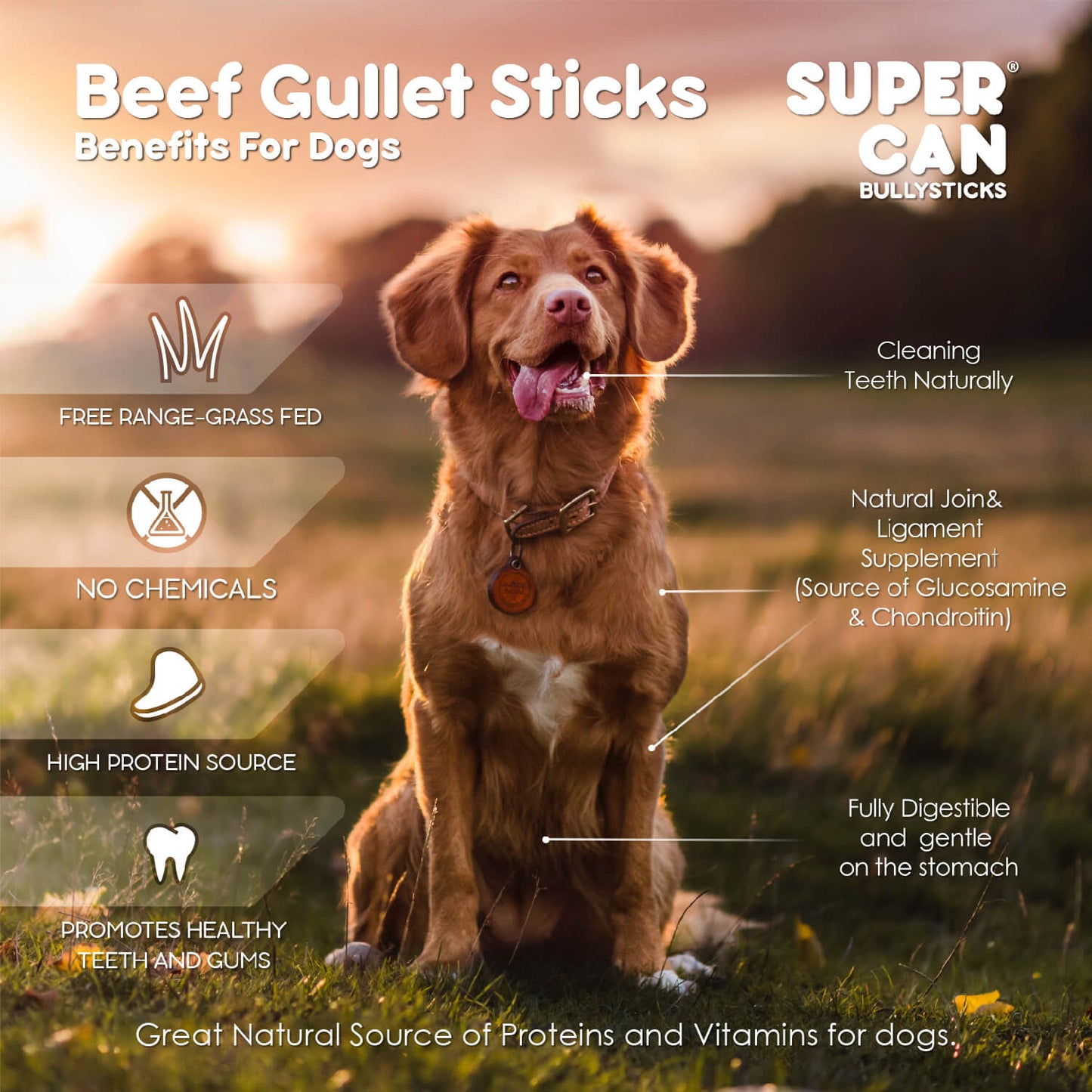 6" Beef Gullet Sticks 8oz (25-Pack) SuperCan Bully Sticks