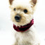 'Bobby' Reversible Pet Snood Snood BESPOKE PAWS