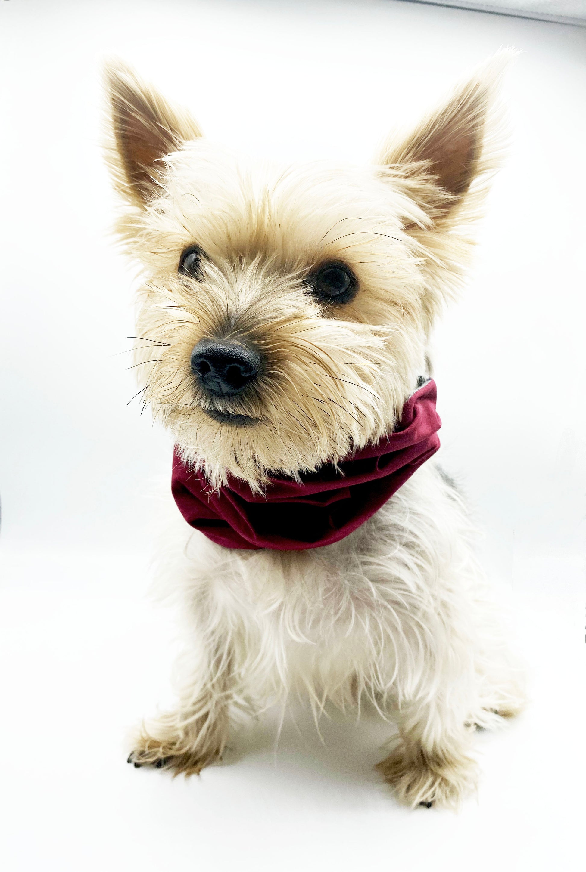 'Bobby' Reversible Pet Snood Snood BESPOKE PAWS