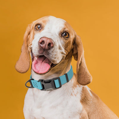 Biothane Waterproof Dog Collar with Magnetic Quick Release Buckle Dog Collars Dogline