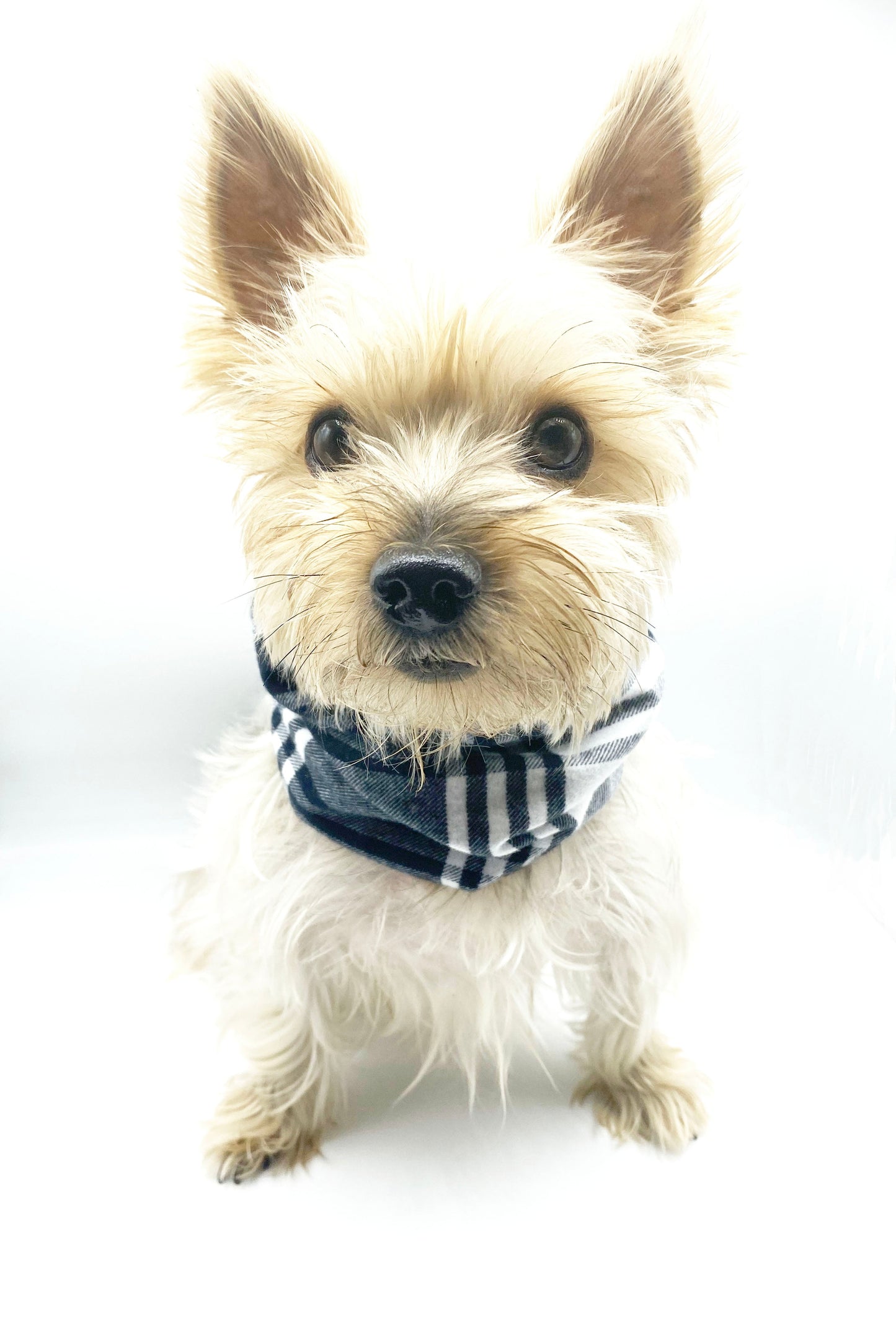 'Bobby' Reversible Pet Snood Snood BESPOKE PAWS