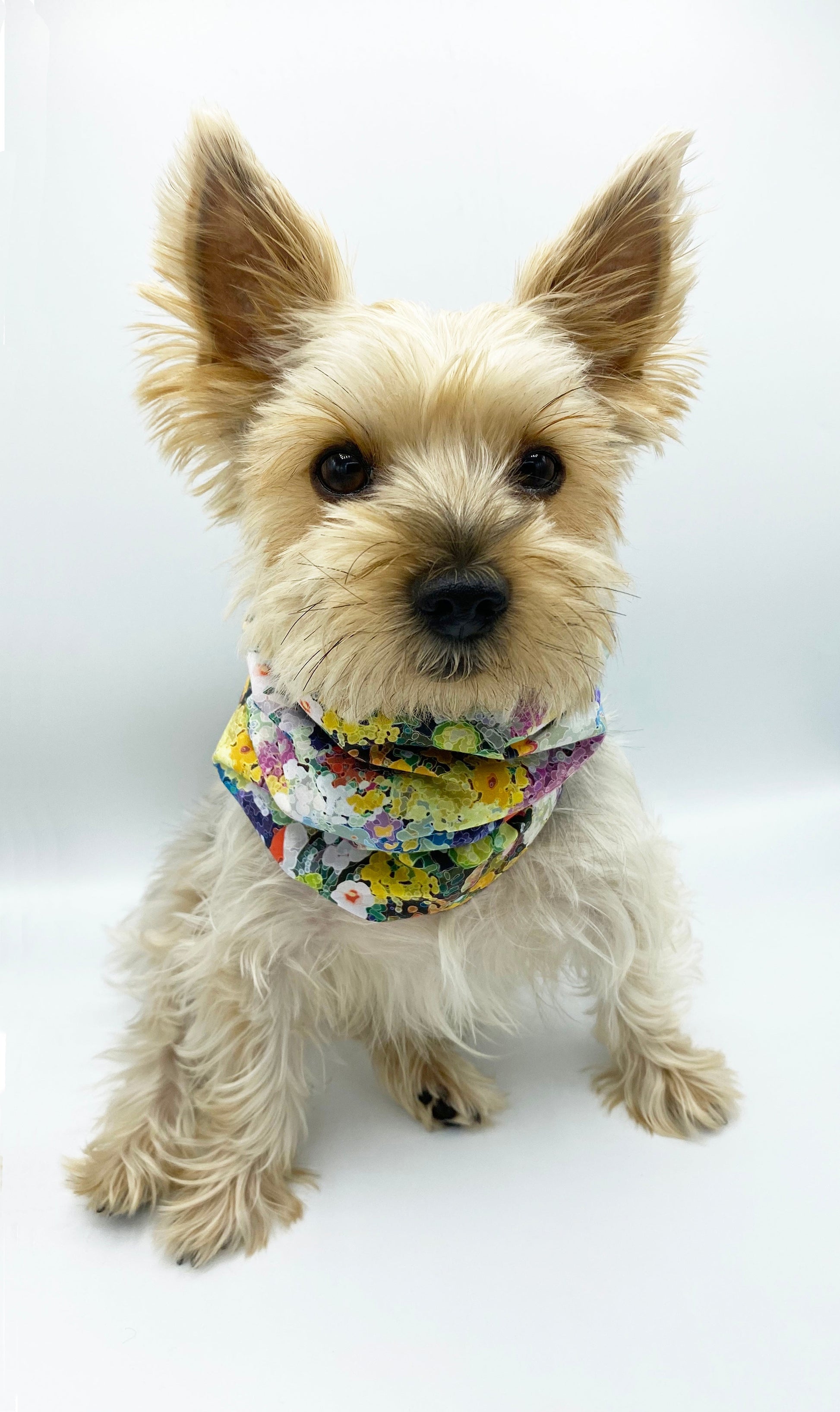 'Brett' Reversible Pet Snood Dog Snood BESPOKE PAWS