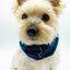 'Blair' Reversible Pet Snood Dog Snood BESPOKE PAWS