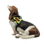 Personalized Removable Patches (Set of 2) Dog Harnesses Dogline