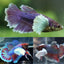 Elephant Ear Betta BETTA Danaqua Live Fish & More