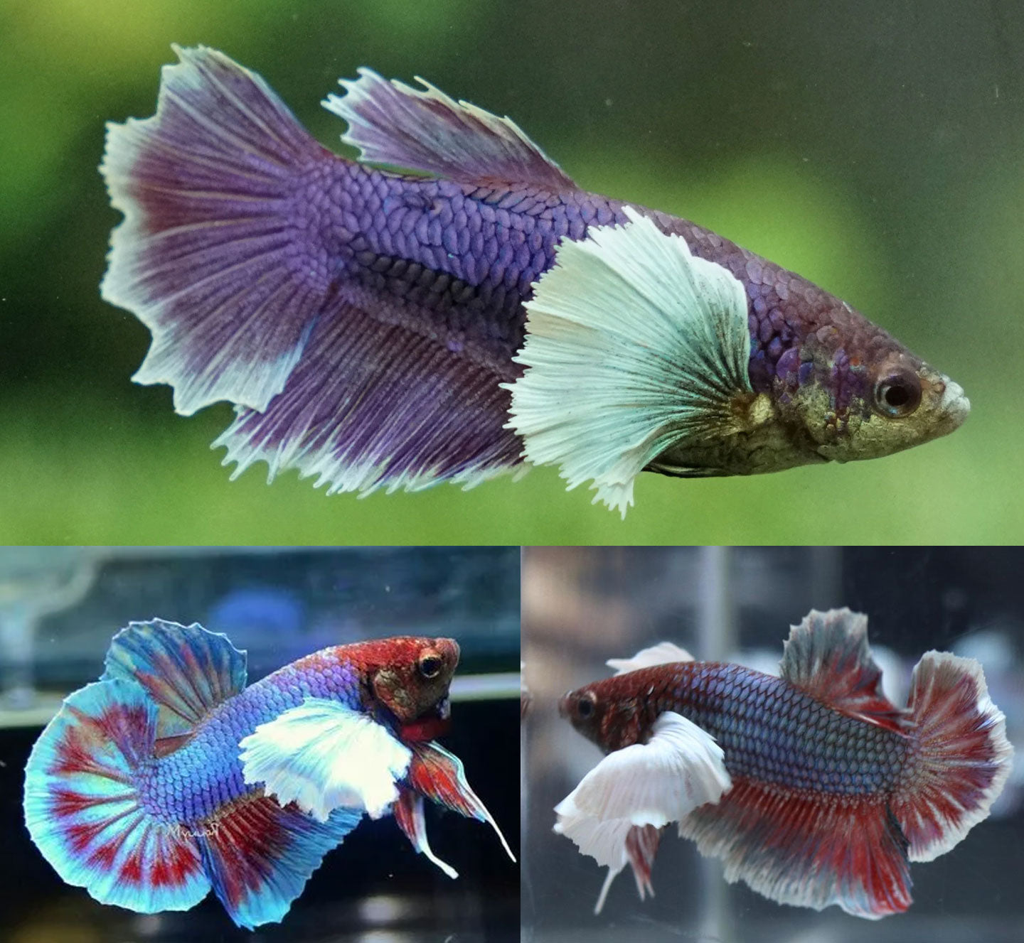 Elephant Ear Betta BETTA Danaqua Live Fish & More