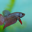 Wild bettas Type (Male) BETTA Danaqua Live Fish & More