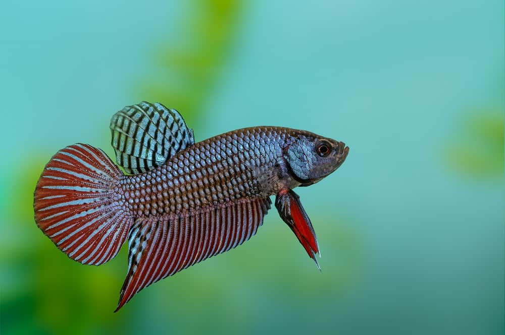 Wild bettas Type (Male) BETTA Danaqua Live Fish & More