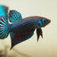 Wild bettas Type (Male) BETTA Danaqua Live Fish & More