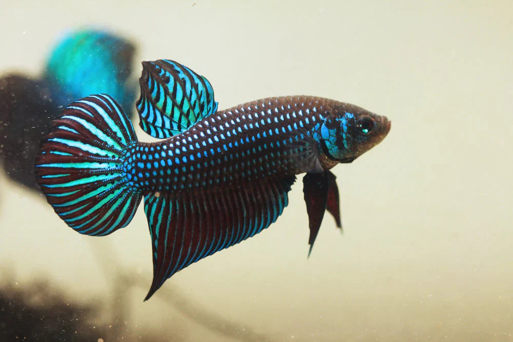 Wild bettas Type (Male) BETTA Danaqua Live Fish & More