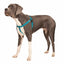 Teal Freedom No-Pull Dog Harness 2 Hounds Design