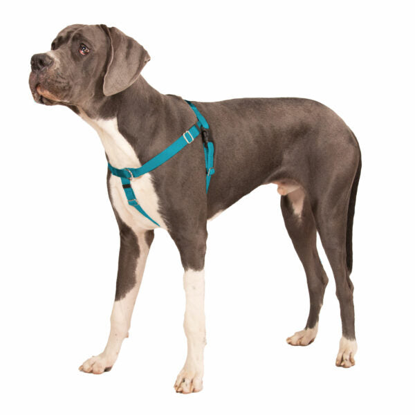 Teal Freedom No-Pull Dog Harness 2 Hounds Design