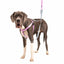 Rose Pink Freedom No-Pull Dog Harness 2 Hounds Design