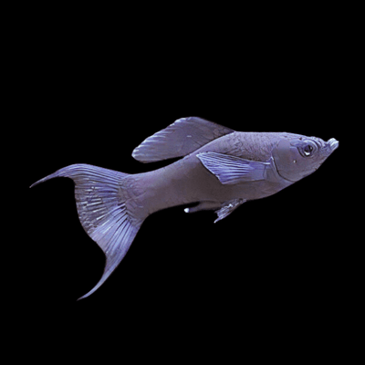 Black Lyretail Molly MOLLY Danaqua Live Fish & More