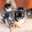 Rainbow Egg Assortment – Buy 10 + 5 Bonus Free (15 Female Chicks, Shipping Included) Az Chickens