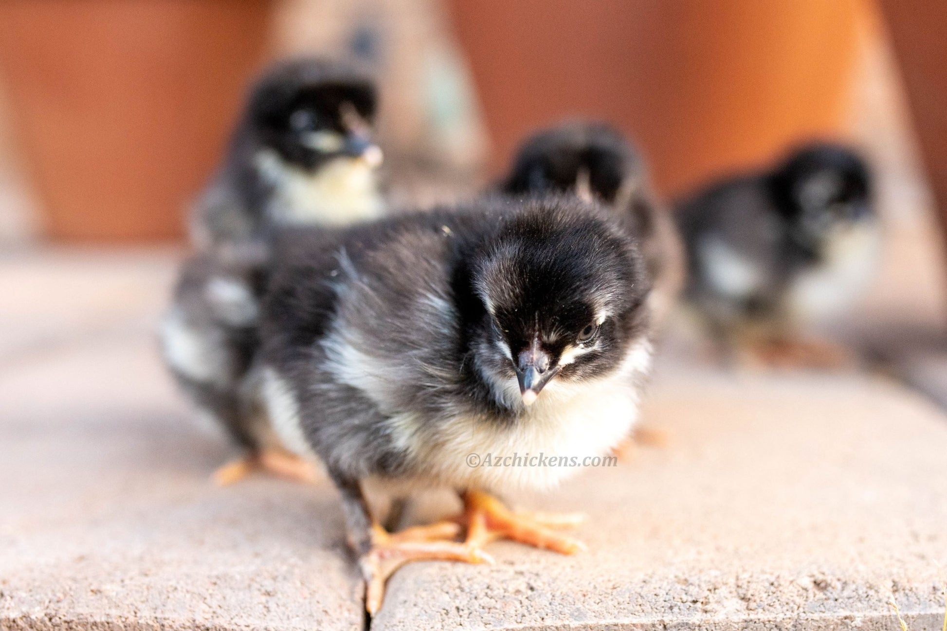 Rainbow Egg Assortment – Buy 10 + 5 Bonus Free (15 Female Chicks, Shipping Included) Az Chickens