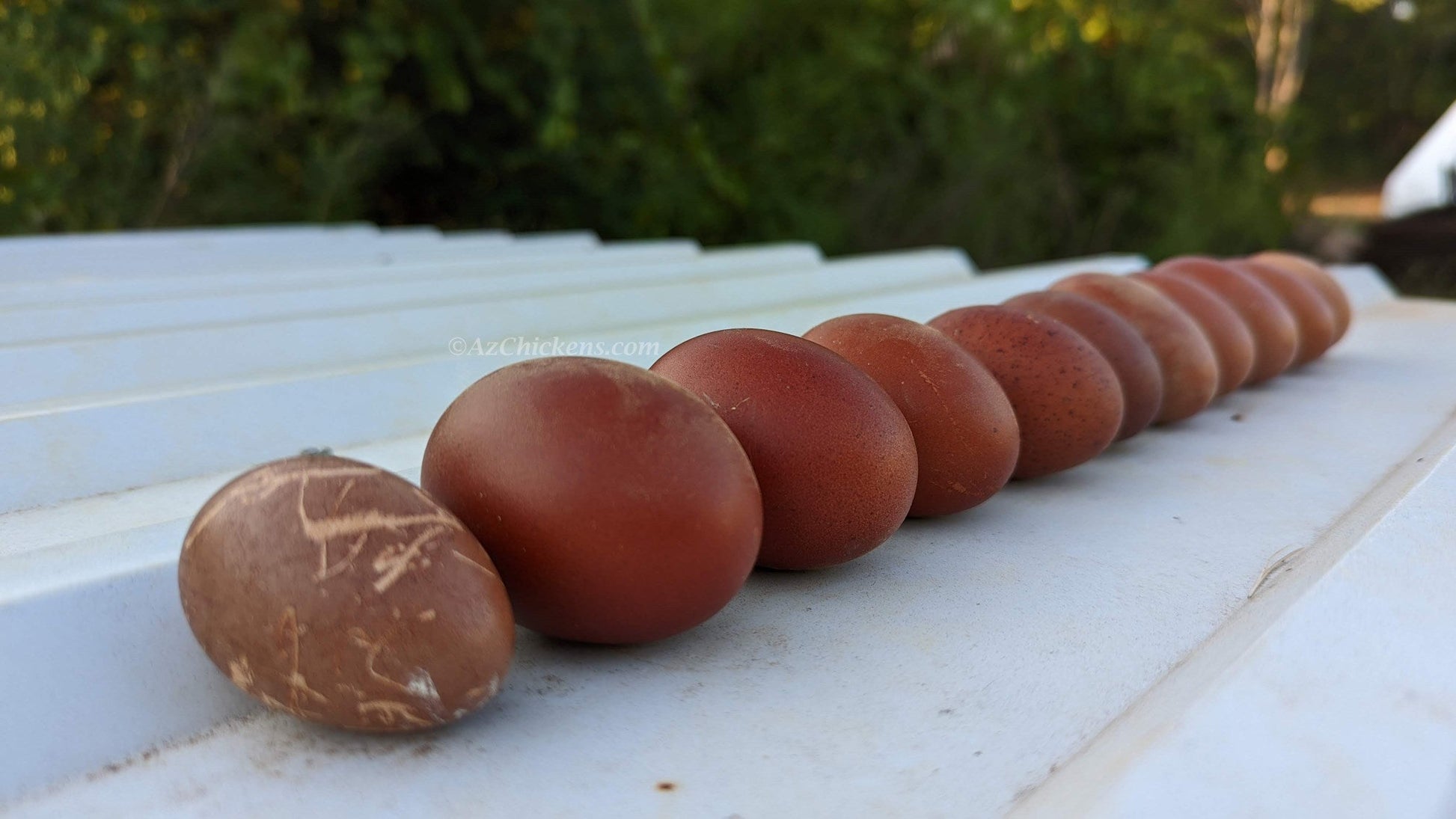 Rainbow Egg Assortment – Buy 10 + 5 Bonus Free (15 All-Female, Shipping Included) Az Chickens