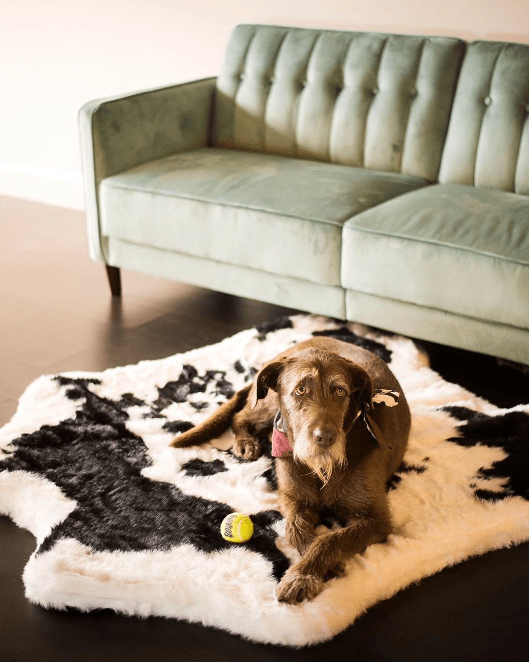 PupRug® Animal Print Memory Foam Dog Bed - Black Faux Cowhide Dog Beds Paw.com