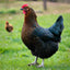 Black Sex-Link Female Chicks – Buy 10 + 5 Bonus Free (15 All-Female, Shipping Included) May 27th Az Chickens