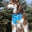 Blue Spruce Plaid Dog Bandana Dog Bandana Aria the Fox