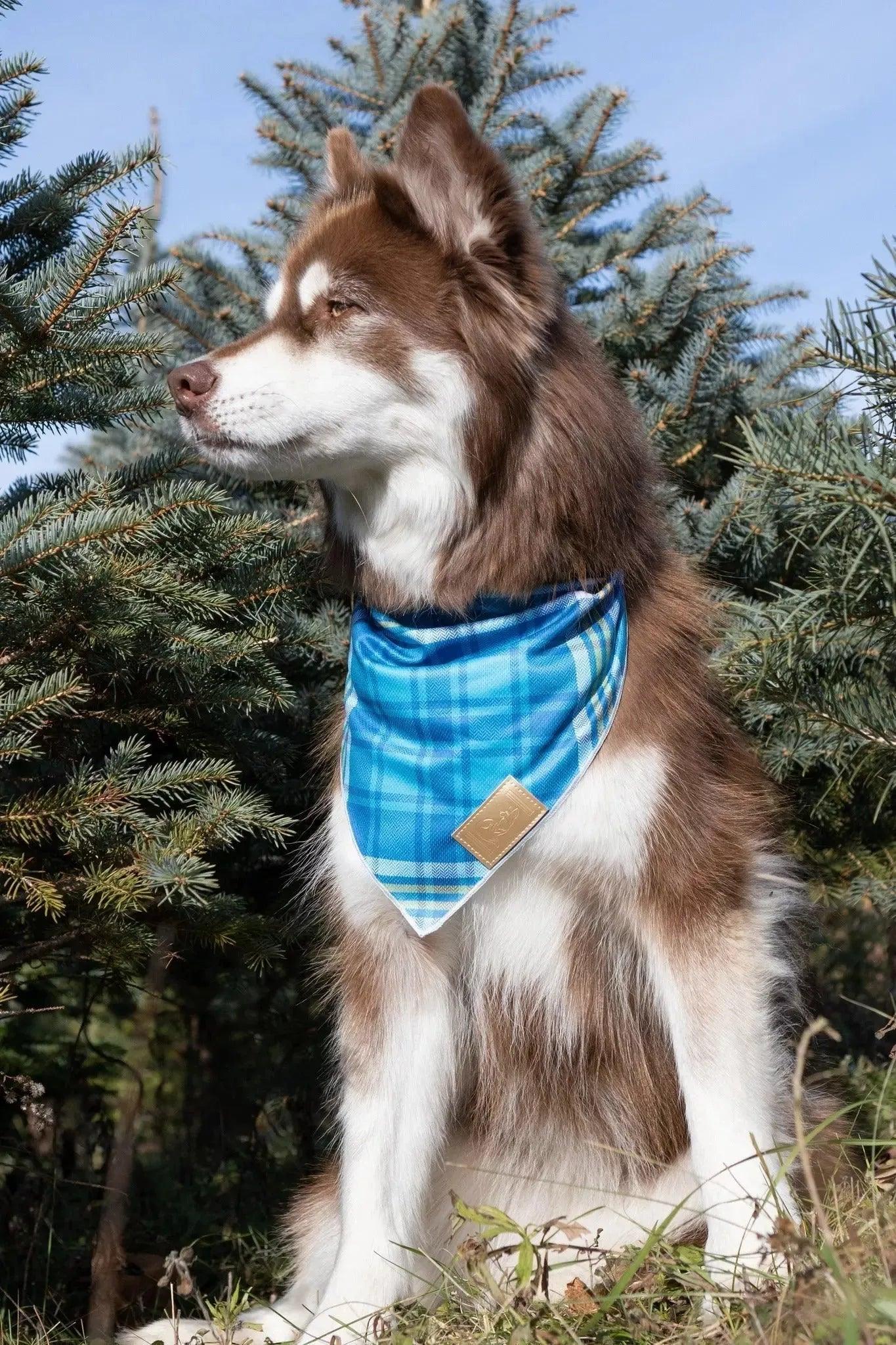 Blue Spruce Plaid Dog Bandana Dog Bandana Aria the Fox
