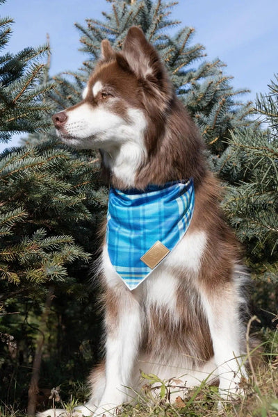 Blue Spruce Plaid Dog Bandana Dog Bandana Aria the Fox